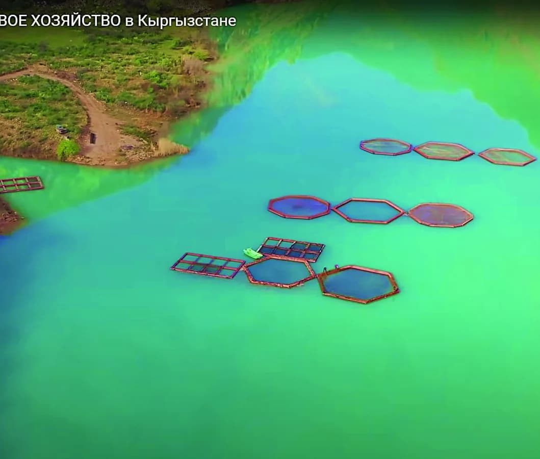 Выращивание радужной форели на Курпсайском водохранилище